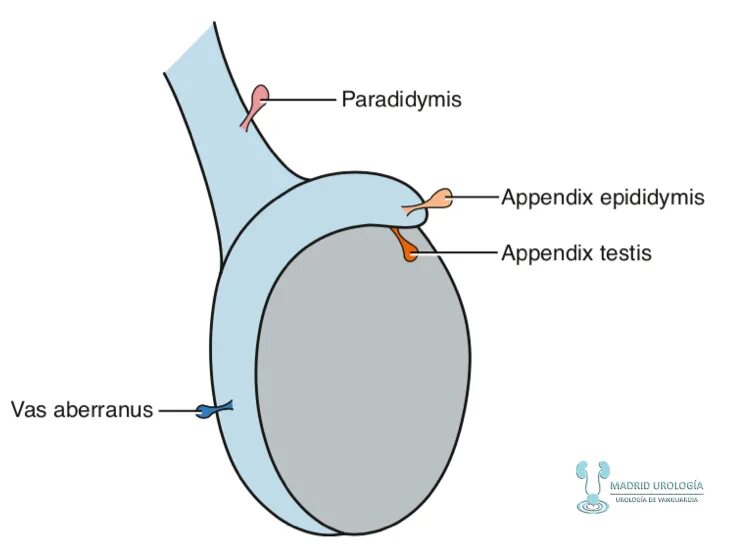 Гидатида яичка анатомия. Перекрут гидатида Морганьи. Гидатида придатка яичка. Размеры придатков яичек