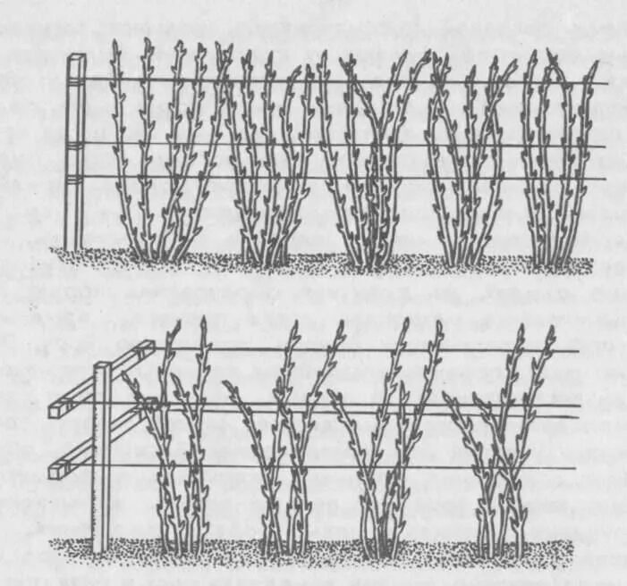 Подвязка ремонтантной малины. Шпалера для ремонтантной малины. Малина Кумберленд на шпалере. Ежевика ползучая подвязка.