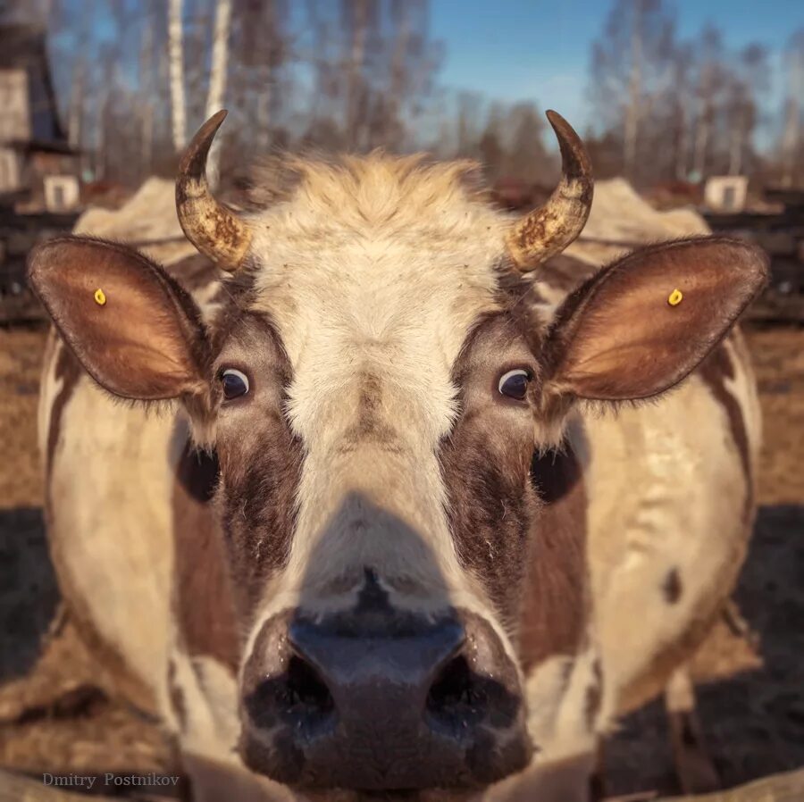 Глаза коровы. Взгляд коровы. глаза быка.