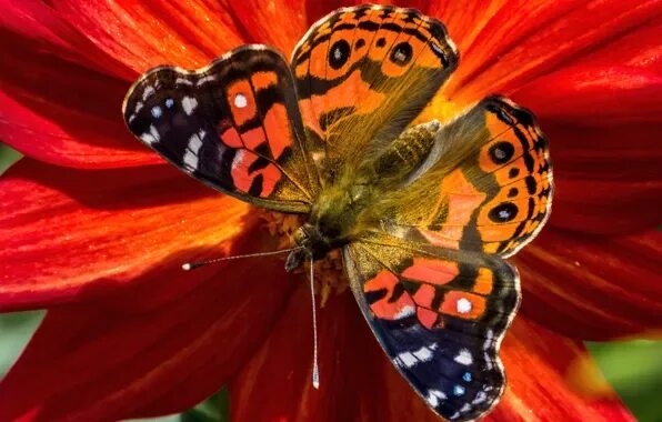 Pin on BORBOLETAS E MARIPOSAS Beautiful butterfly pictures, Butterfly pictures, 
