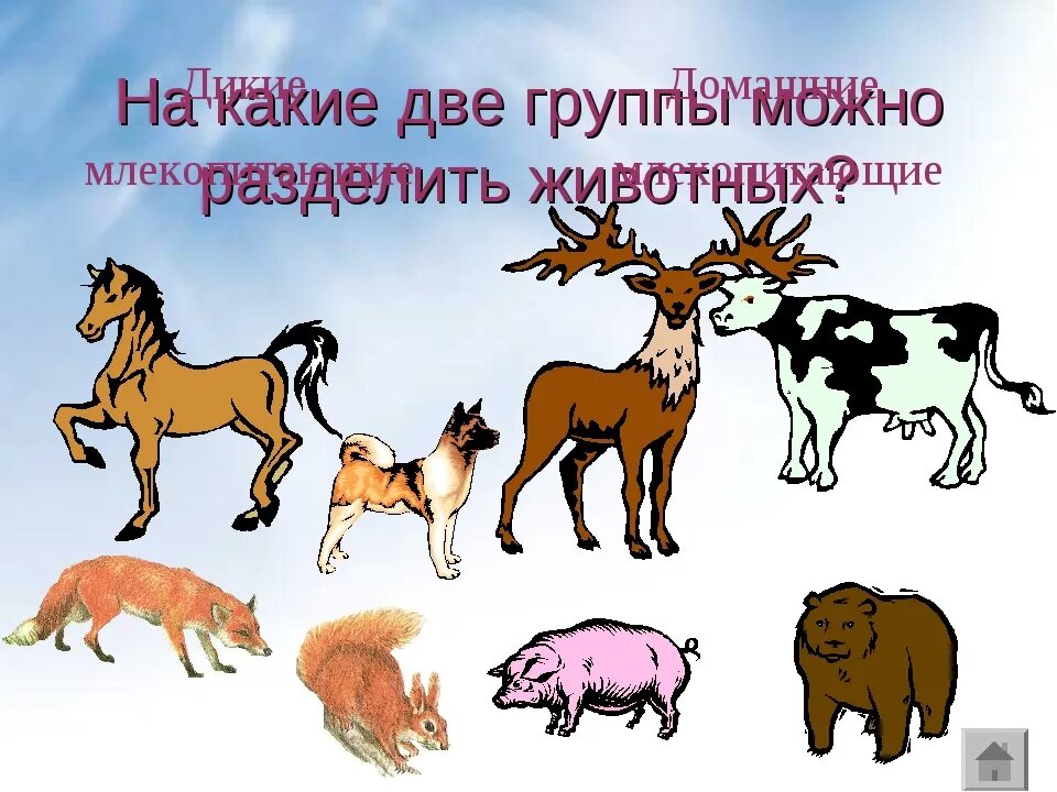 Какие домашние млекопитающие. Млекопитающие домашние животные. Раздели на группы животных Дикие домашние. Млекопитающие Дикие и домашние. На какие группы можно разделить животные.