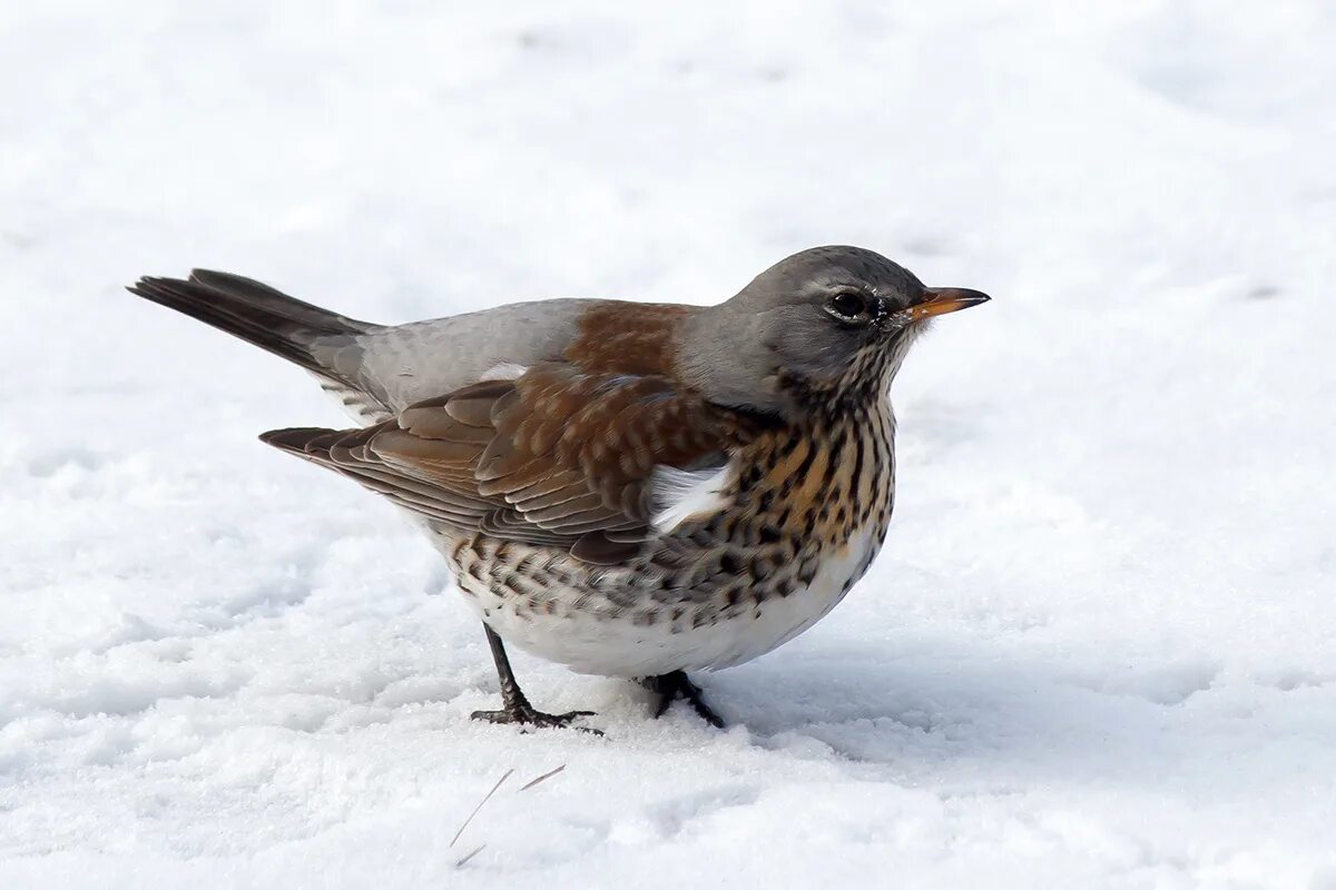 определитель птиц средней полосы россии зимующие. кукша рябинник. зимующие дрозды курганской области. сойка птица. атлас определитель зимующие птицы.