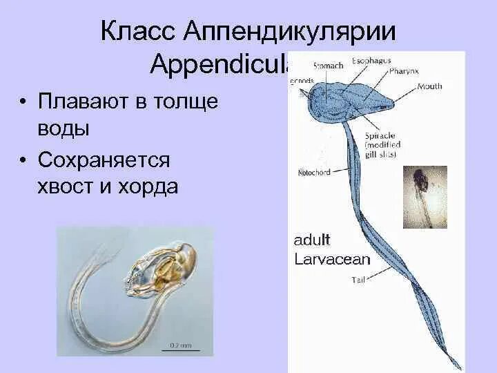 Аппендикулярии. Аппендикулярии Хордовые. Размножение аппендикулярий. Аппендикулярии статоцист. Внутреннее строение аппендикулярии.