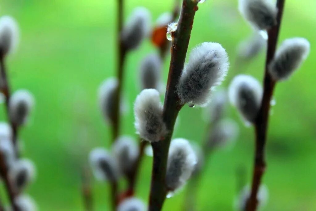 Снт верба тверь. Ветка вербы. Коттеджный поселок весна парк. Мещерский парк верба. Верба парк на карте.