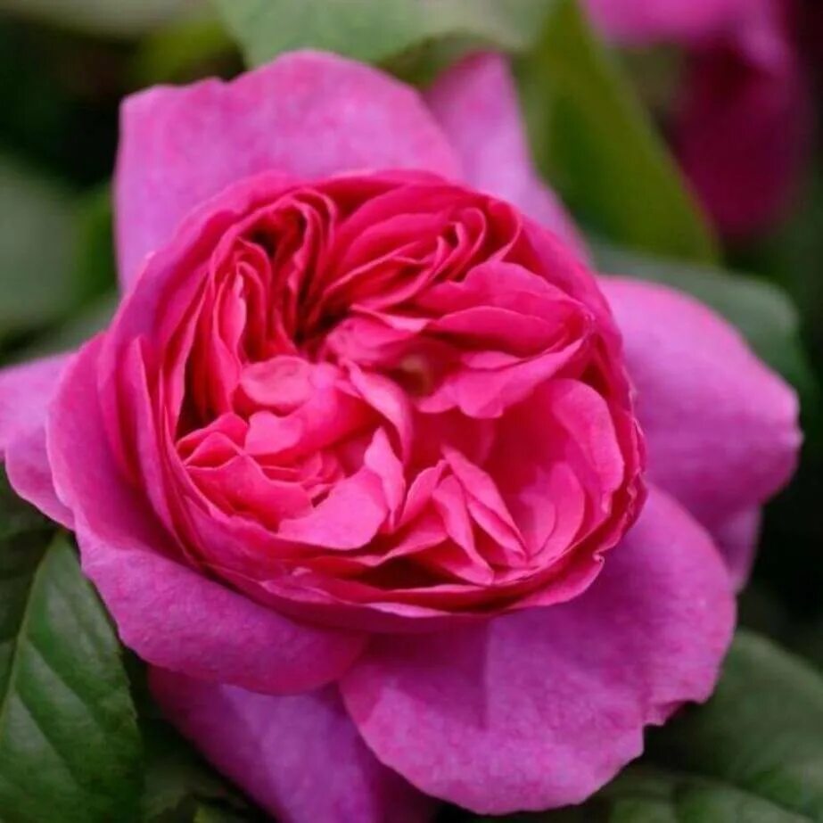 роза восточный экспресс и глория дей. роза princess kishi. розы в санкт петербурге розовед михалыч. розовед михалыч каталог роз. розовед михалыч каталог роз.