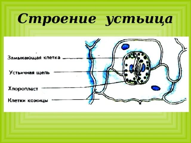 Хлоропласты в устьицах. Биология 6 класс изображения устьица. Строение устьица. Строение устьица листа. Строение устьиц растений.