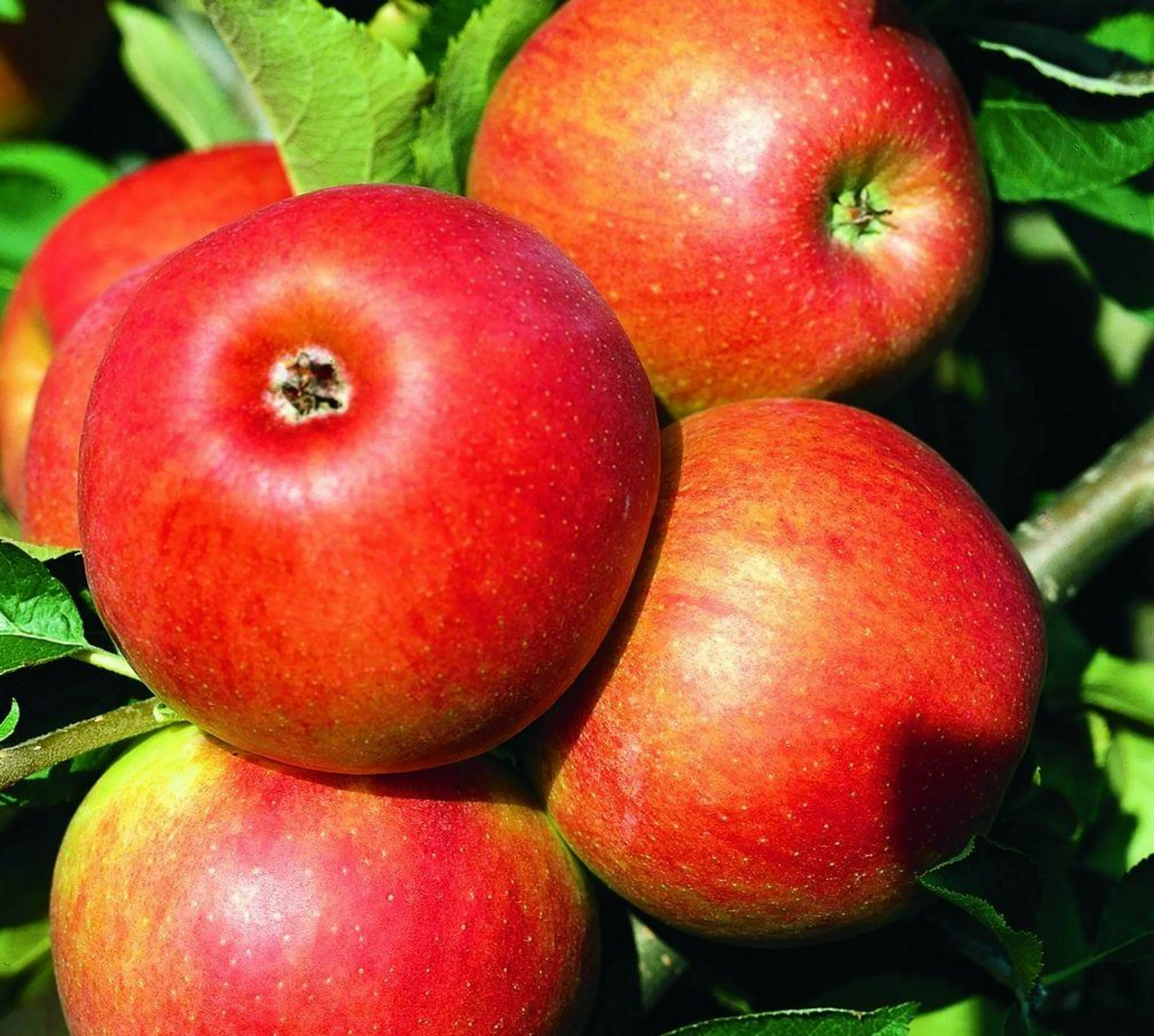 Сорт яблок джонатан. Яблоня джонатан. Сорт джонатан. Сорт яблок джонатан. Jonathan apple.