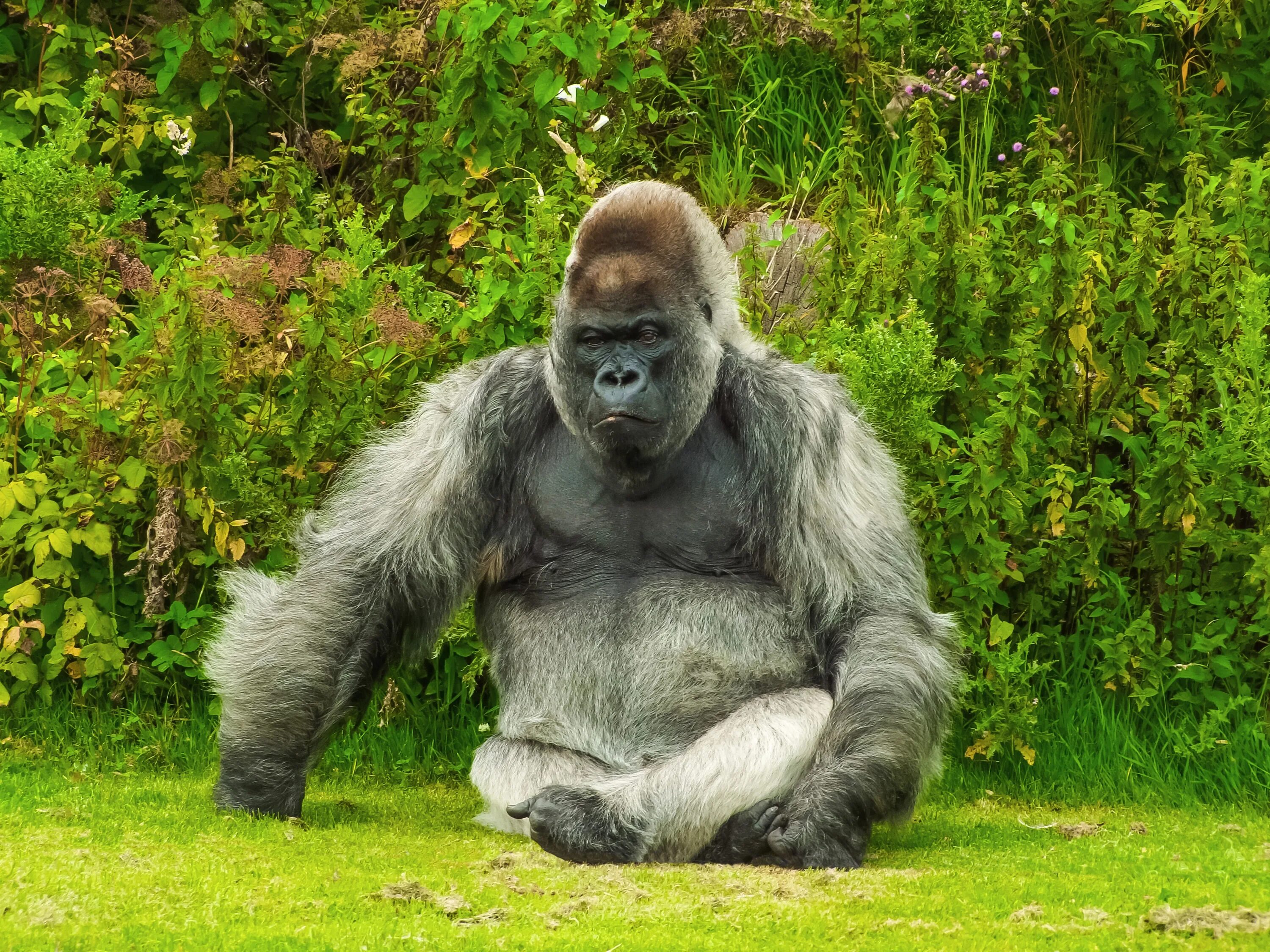 Monkey gorilla
