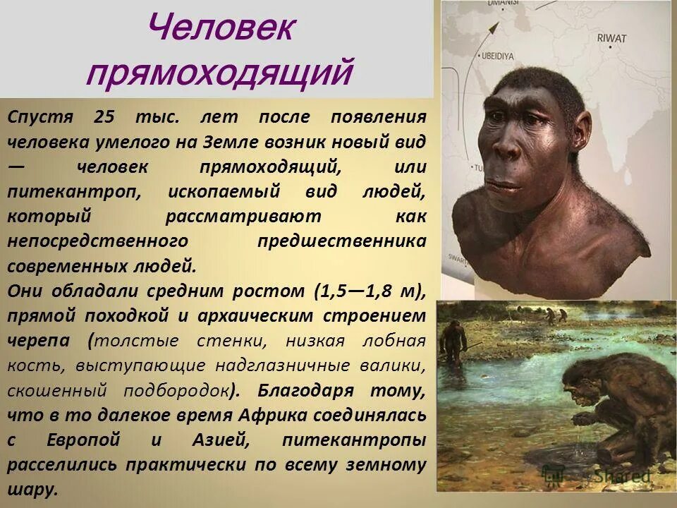 Современные питекантропы. Архантроп питекантроп австралопитек. Хомо хабилис палеоантропы. Питекантроп неандерталец. Питекантроп скелет с острова ява реконструкция.