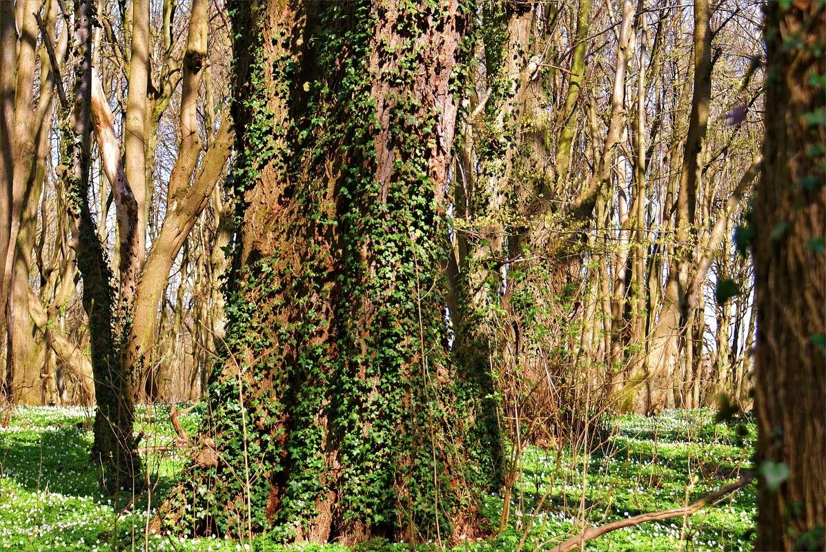 Плющ лесной дикий. Плющ гринхарт. Плющ лесной дикий. Дерево увитое плющом. Дерево увитое плющом.