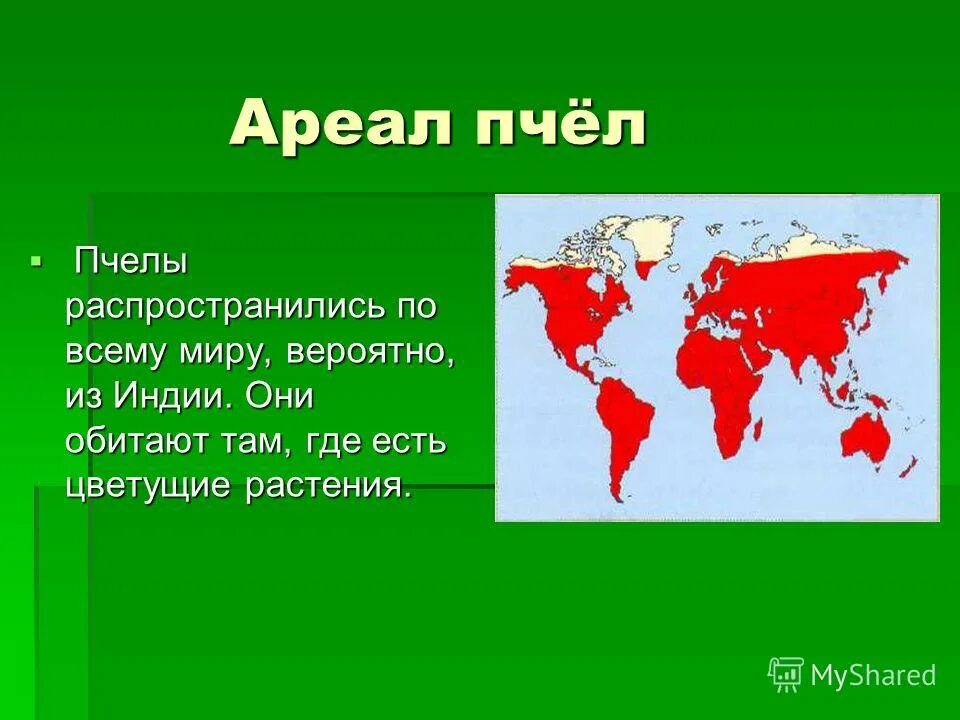 Где обитают дата. Карта распространения пчел. Колибри ареал обитания. Где водится счастье. Места обитания воробьев.