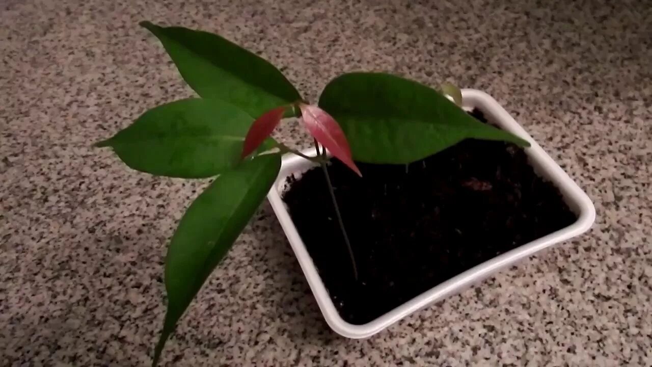 Как вырастить семена личи. Росток личи. косточка личи прорастить. росток личи из косточки. личи проросла косточка.