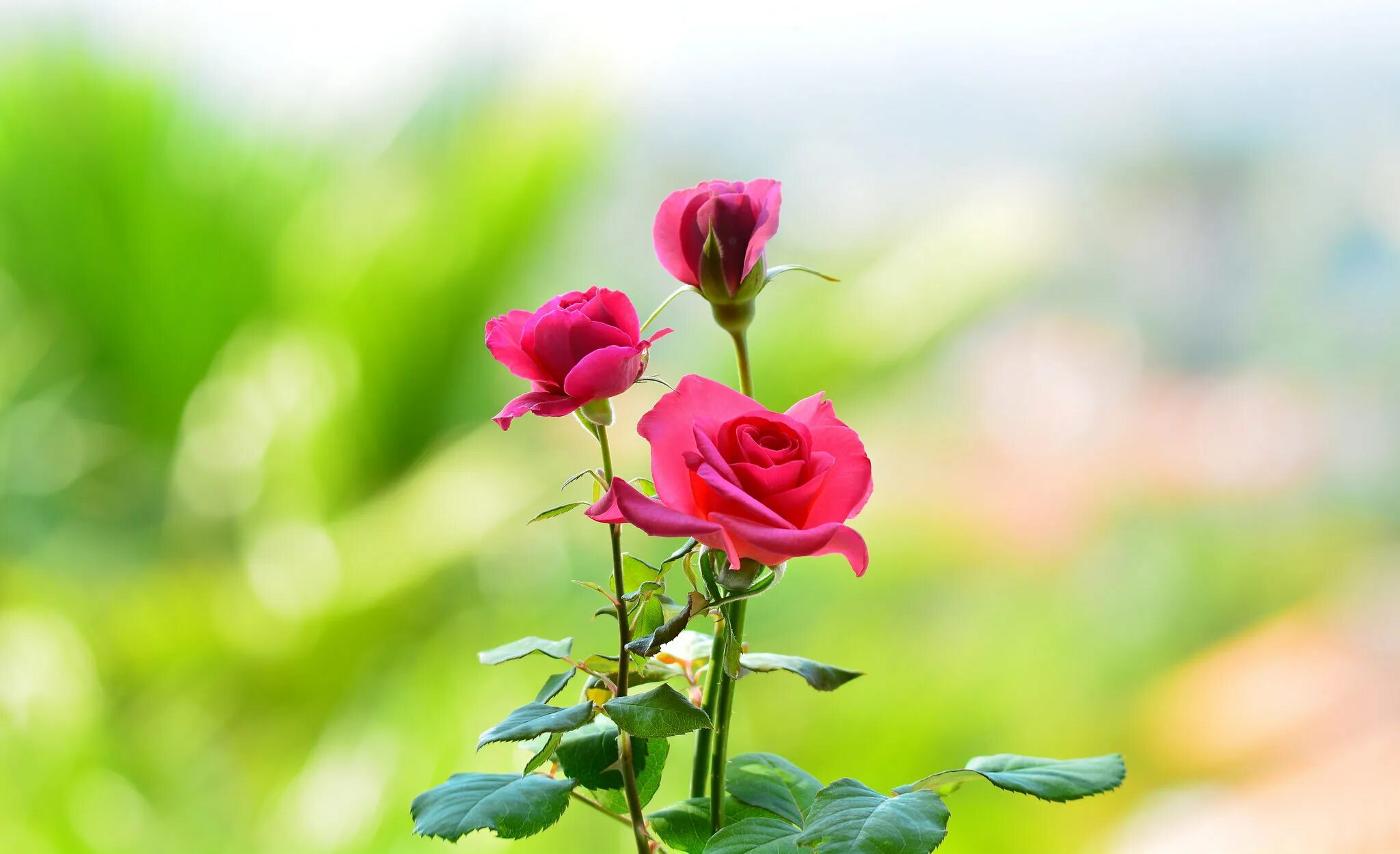 I a beautiful flower. Розы фон. Цветы на салатовом фоне. Розовые розы на рабочий стол.