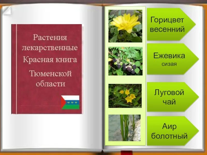 Растения красной книги Тюменской области. Растения Тюменской области занесенные в красную книгу. Растения в Тюменской обл. Красная книга Тюменской области. Красная книга тюмени