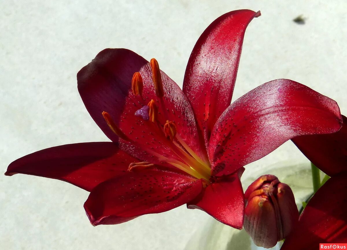 ликорис лучистый. лилия азиатская prunotto (прунотто). красные лилии значение. лилии красные. лилия ориджинал лав.