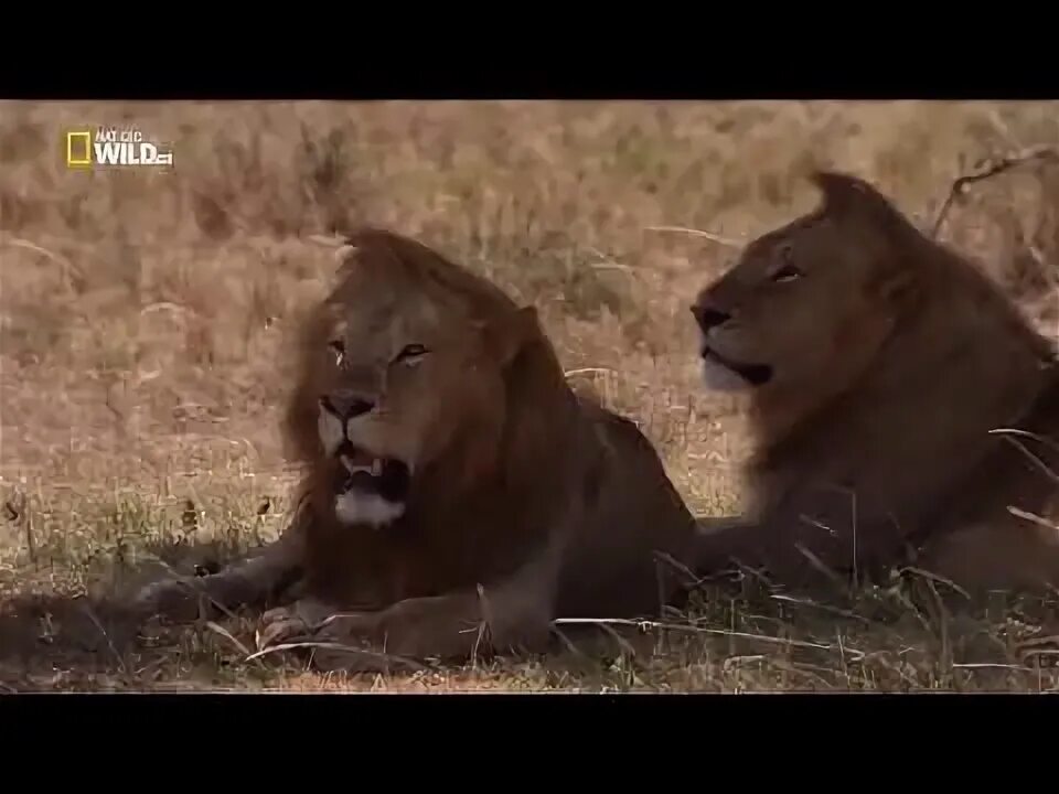 Хищники дикой африки видео