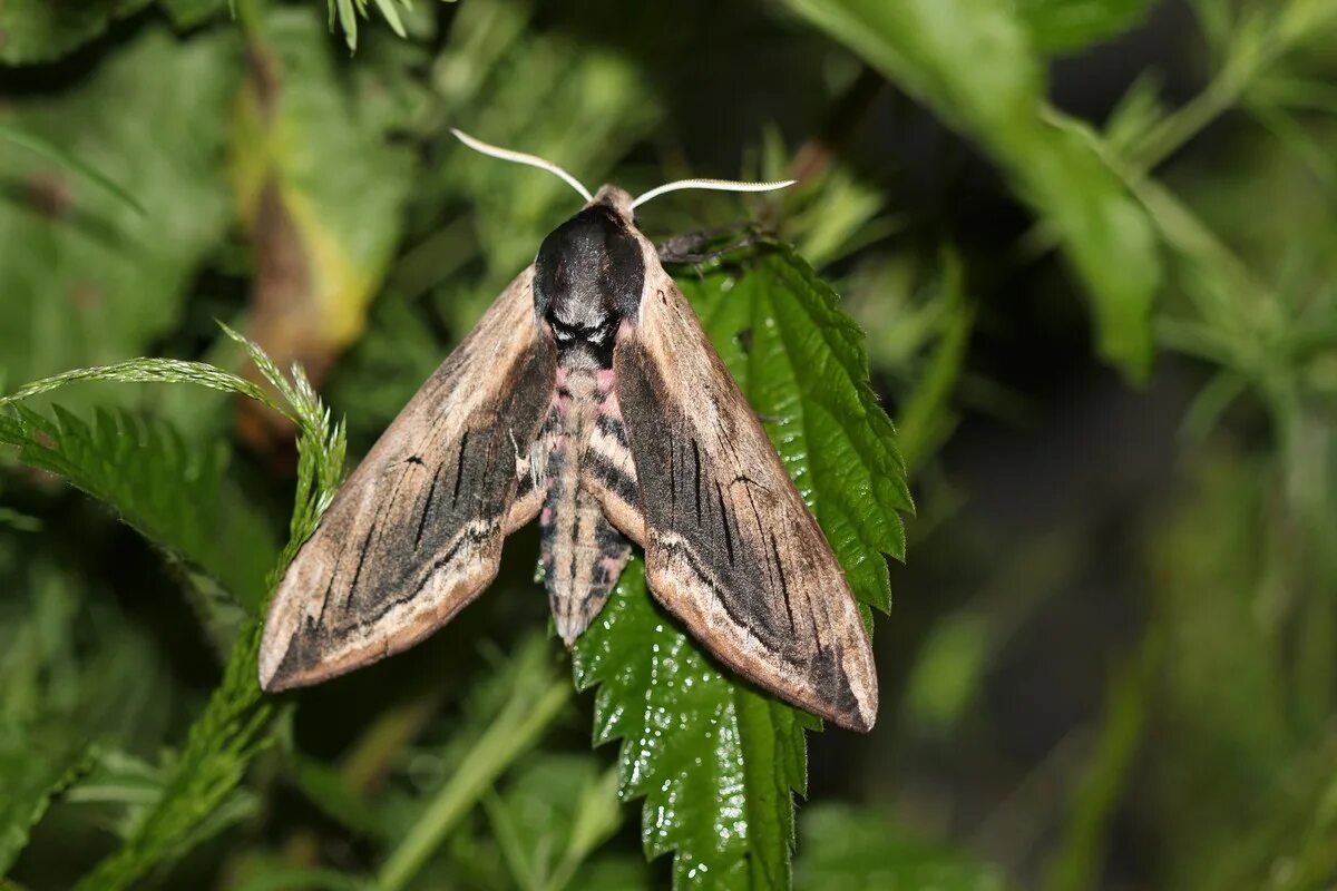 Бражник южный молочайный. Бражник бабочка. Как выглядит бражник. Глазчатый бражник бабочка. Бражник линейчатый.