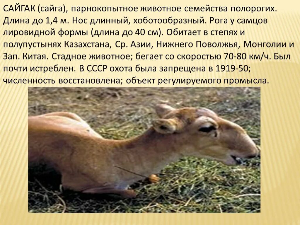 Степные животные сообщение 4 класс. Доклад о сайгаке. парнокопытное млекопитающее семейства полорогих. животное сайгаки сообщение. животные степной зоны сайгак.