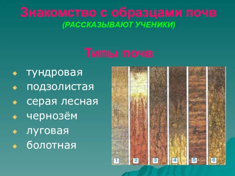 Какие почвы малоплодородны. Тундровая глеевая подзолистая серая Лесная. Серые почвы чернозем подзолистые. Почвы подзолисто глеевые и тундрово глеевые. Чернозем подзолистая серая Лесная.