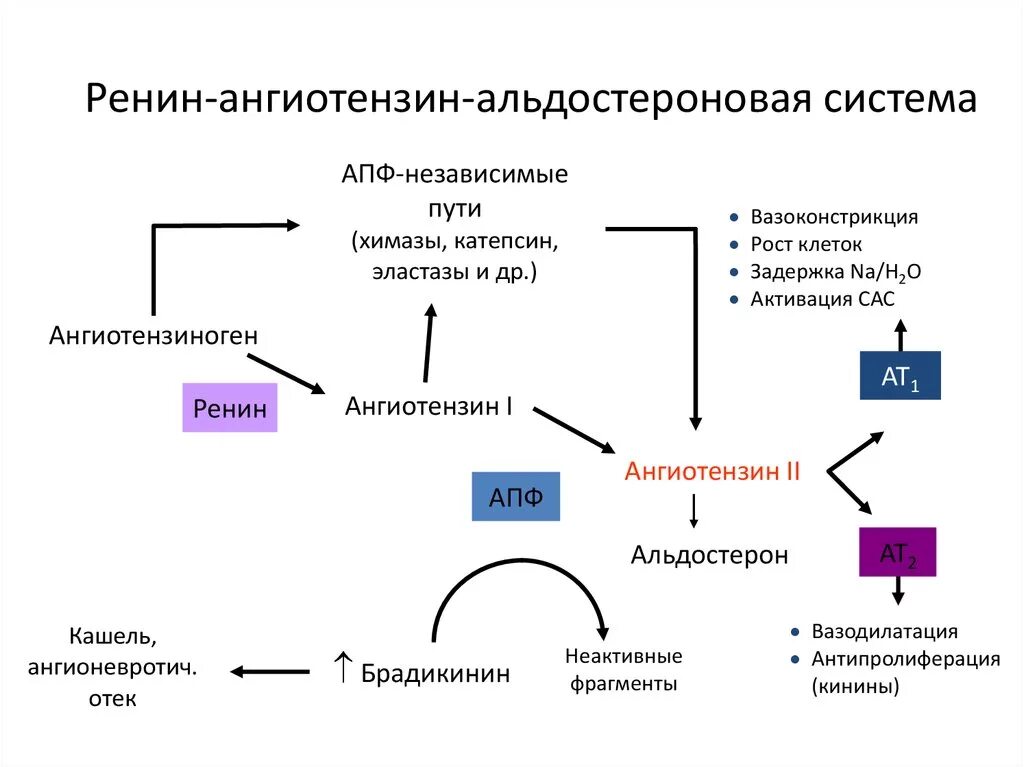 Апф фермент. Ренин-ангиотензиновая система схема. Схема ренин-ангиотензин-альдостероновой системы регуляции. Схема регуляции ад ренин-ангиотензин-альдостероновой системы. Схема ренин-ангиотензин-альдостероновой системы РААС.