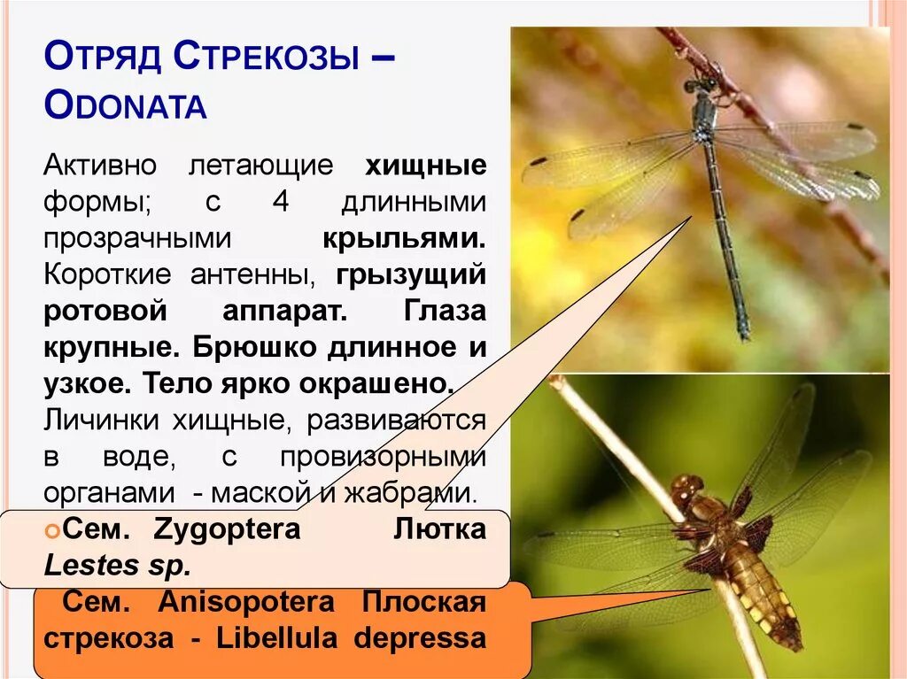 Какой тип питания характерен для стрекозы