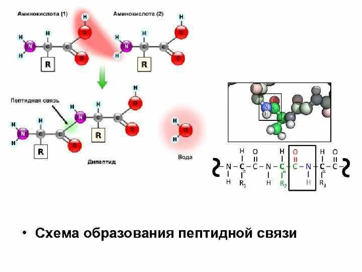 Образование первой пептидной связи. Схема образования пептидной связи в молекуле белка. Аминокислоты схема образования пептидной связи. Химотрипсин гидролизует пептидную связь. Схема образование пептидной связи химия.