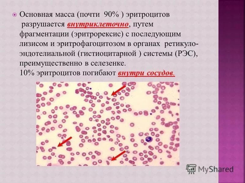 Селезенка и эритроциты