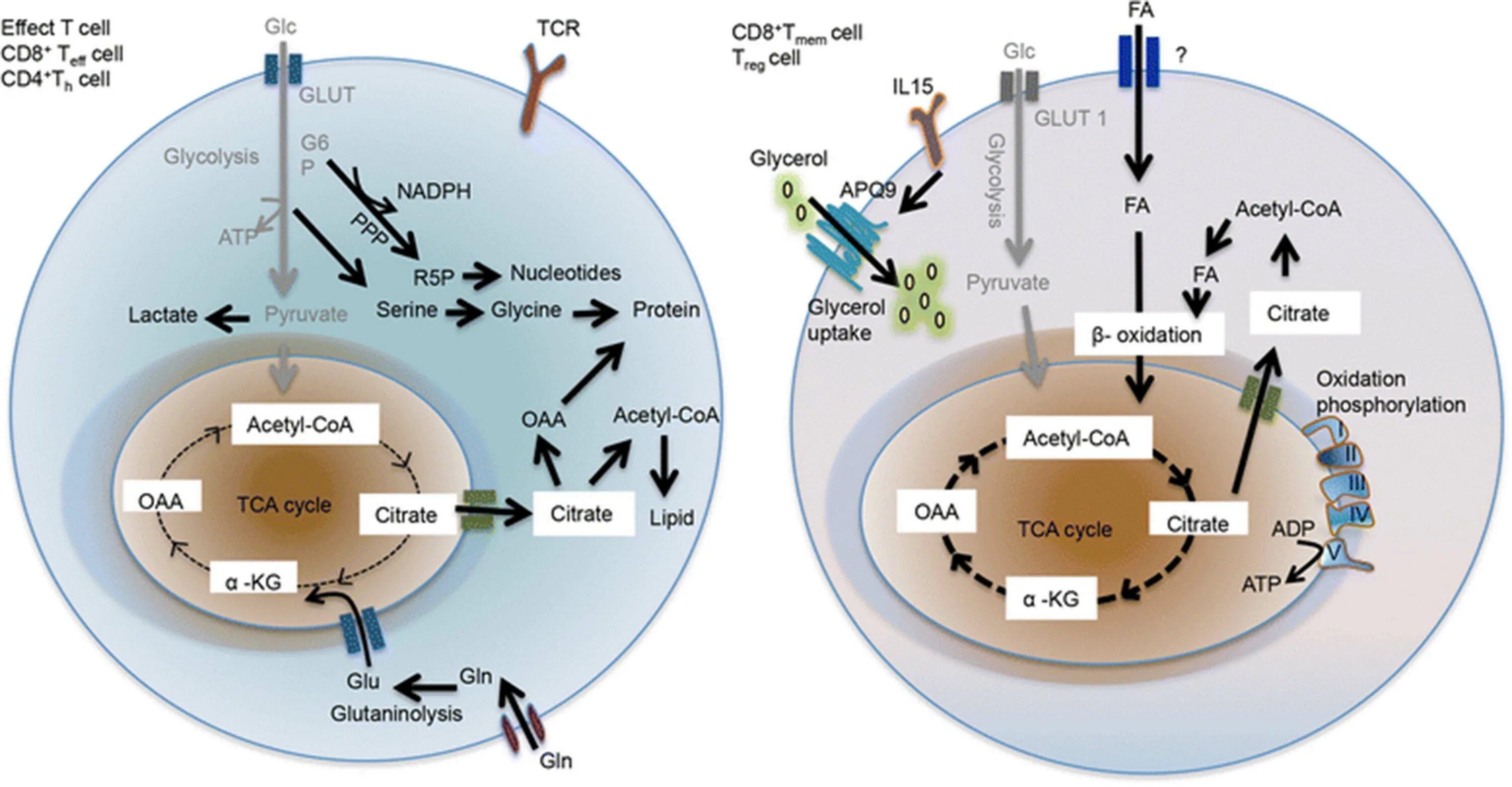 Cell effect. Cd4 cd8 клетки. Cd8 t Cells. Cd4 cd8 эффектор. CD 8 T.