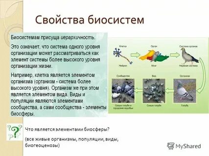 Биологической системой называют