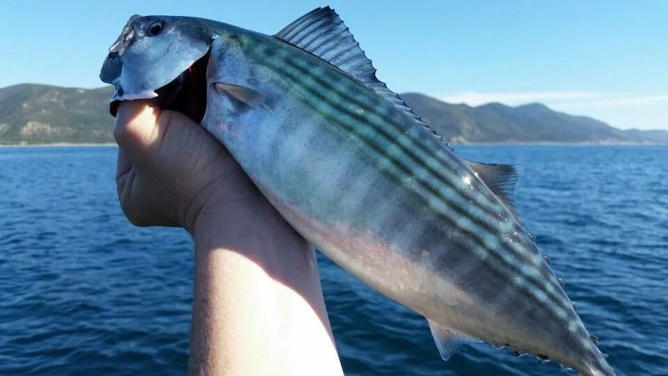 Пиламида рыба. Рыба пеламида бонито. Атлантическая пеламида рыба. Черноморский тунец пеламида. Пеламида рыба черноморская.