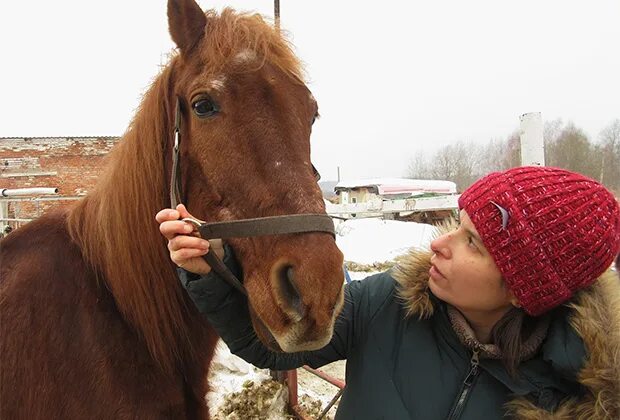 Фото Дели коня из Парфеновке..