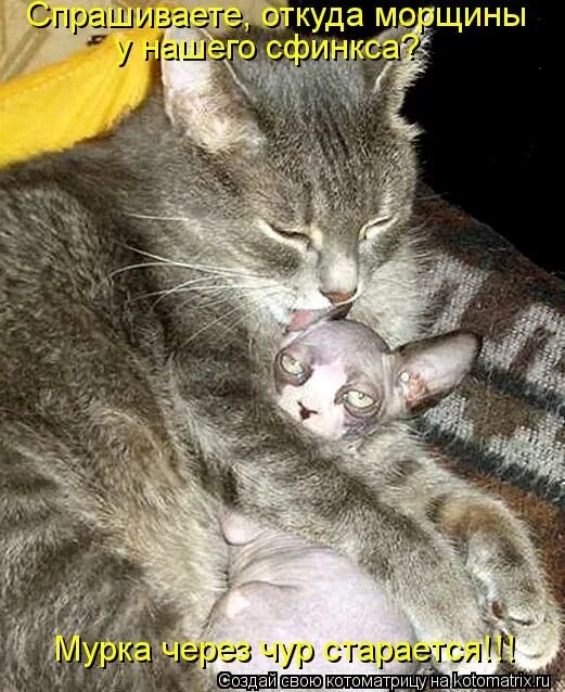 Книга о грехов до истины. Dfi csy djj,ot ybxtujyt pyftn! gj'njve z b jnghfdbk tuj d irjke!. Шутки про дизайнеров интерьера. Маленький плюгавенький. Хадис кудси о сын адама.