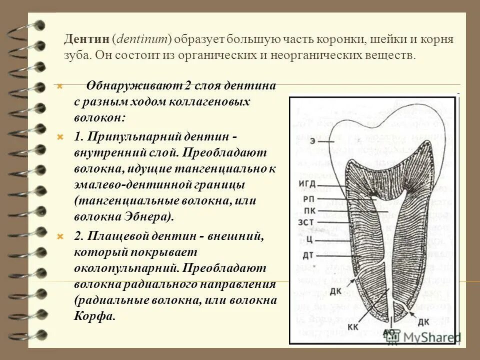 наличие дентина. наличие дентина. химический состав дентина. структурное строение дентина. наличие дентина.
