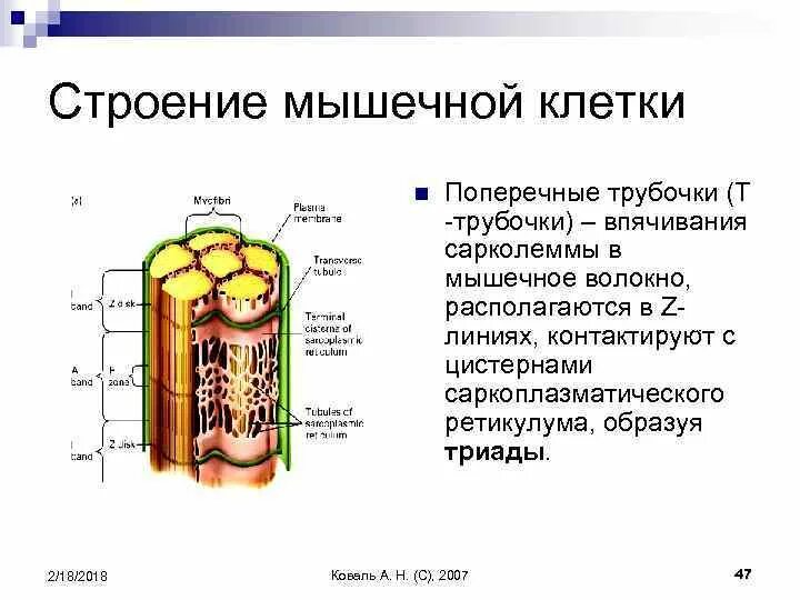 Строение трубочек. Саркоплазматический ретикулум и т трубочки. Поперечные трубочки. Т трубочки мышечного волокна образованы. Строение т трубочки.