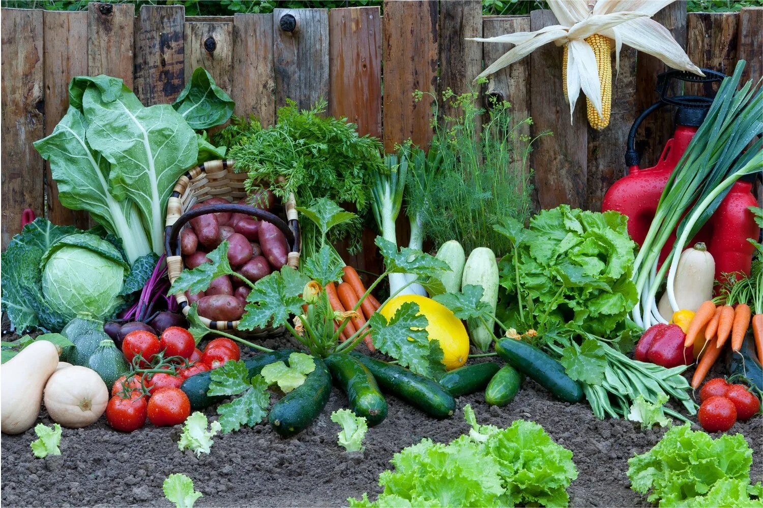 Тыква в огороде. Овощи на грядке. Хороший урожай. Корзинка с овощами и фруктами. Об урожае.