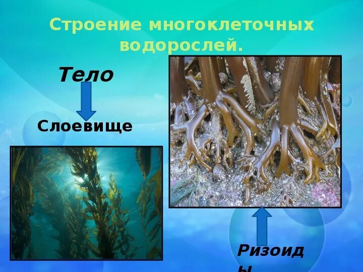 Водоросли организме человека. Многоклеточные водоросли. Ризоиды у водорослей. Водоросли у которых есть ризоиды это. У водорослей есть ризоиды.