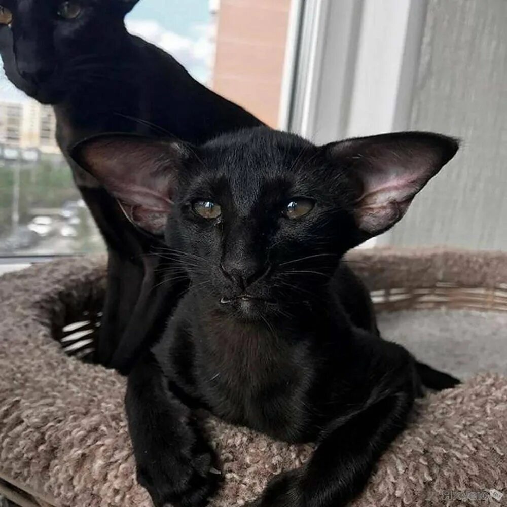 Кот ориентал вислоухий. Кот похожий на летучую мышь. Ориентальная кошка летучая мышь. Кот похожий на дракулу. Сиамская кошка ориентал грузин.