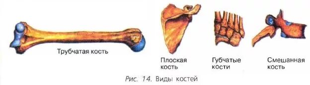 Трубчатые губчатые плоские кости. Типы костей губчатые трубчатые. Кости трубчатые губчатые плоские смешанные. Классификация костей трубчатые губчатые плоские и смешанные кости.