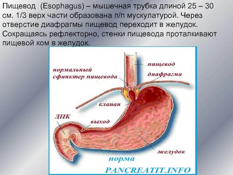 Мышцы пищевода