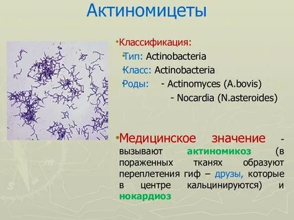 Таксономия актиномицетов