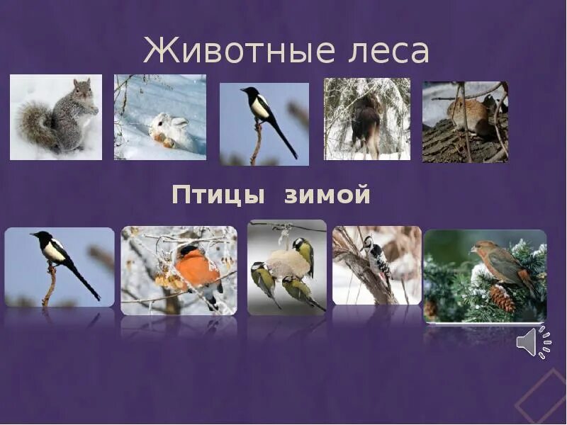 В гости к зиме окружающий мир 2. В гости к зиме. проект в гости к зиме. в гости к зиме окружающий мир. презентация в гости к зиме.