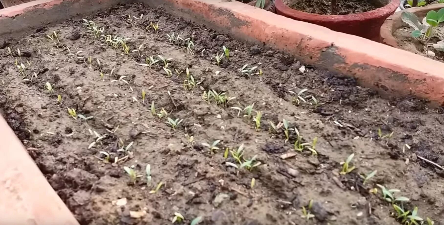 Посев кориандра в открытый грунт. Когда сажать кинзу. Посадка кориандра в открытый грунт семенами.