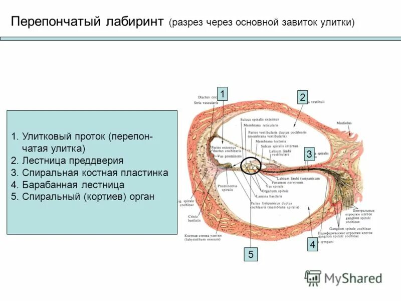 Таблица каналы улитки. Костный Лабиринт улитки Кортиев орган. Перепончатый Лабиринт улитки. Перепончатый Лабиринт внутреннего уха строение. Кортиев орган костный Лабиринт.