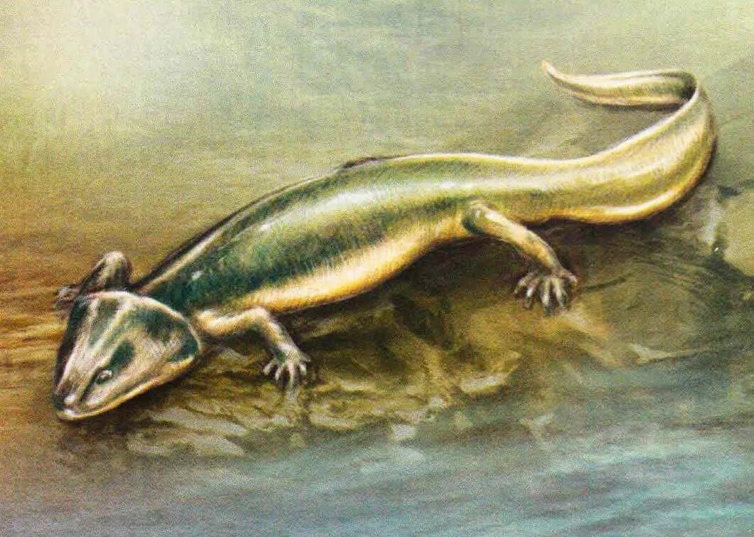 ископаемые земноводные. лабиринтодонт бентозух. ихтиостега скелет. ископаемые амфибии. китайская исполинская саламандра (andrias davidianus).