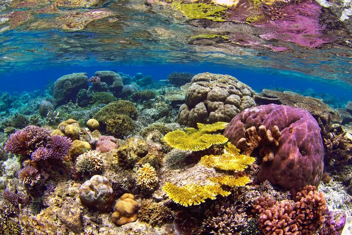 Лучший коралловый риф. Коралловые рифы острова Раджа-Ампат. Раджа Ампат дайвинг. Раджа Ампат Индонезия подводный мир. Раджа Ампат снорклинг.