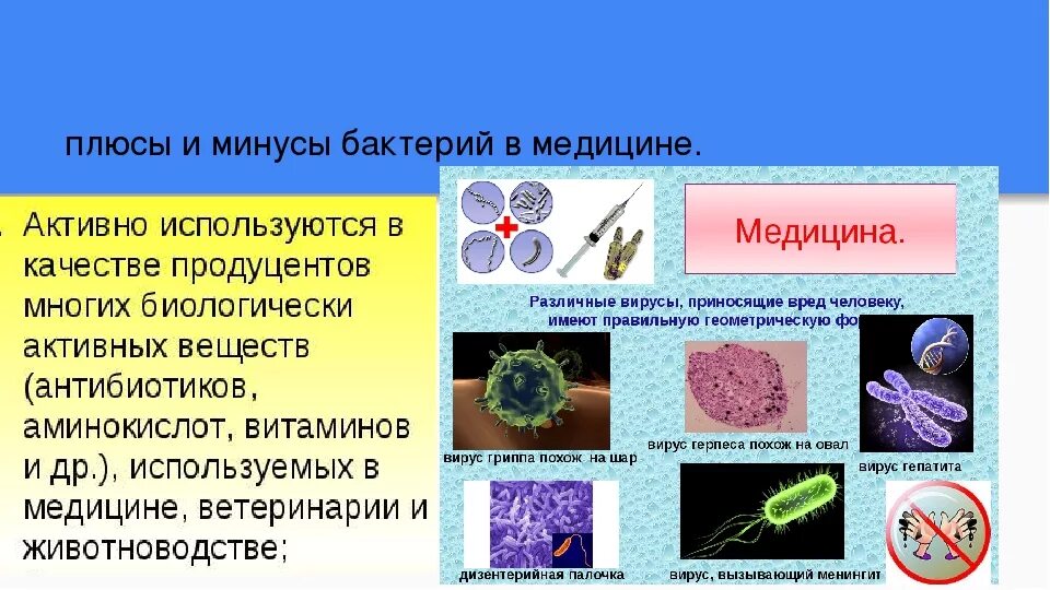 Роль микроорганизмов в медицине. Бактерии применяемые в медицине. Плюсы и минусы бактерий. Медицинское значение бактерий.