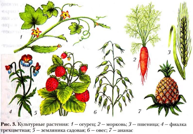 Названия нескольких растений 2 класс