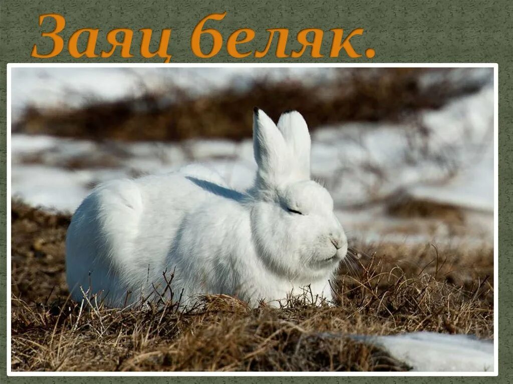 Заяц белеет. Заяц беляк. за́яц-беля́к. арктический беляк. 2 зайца беляка.