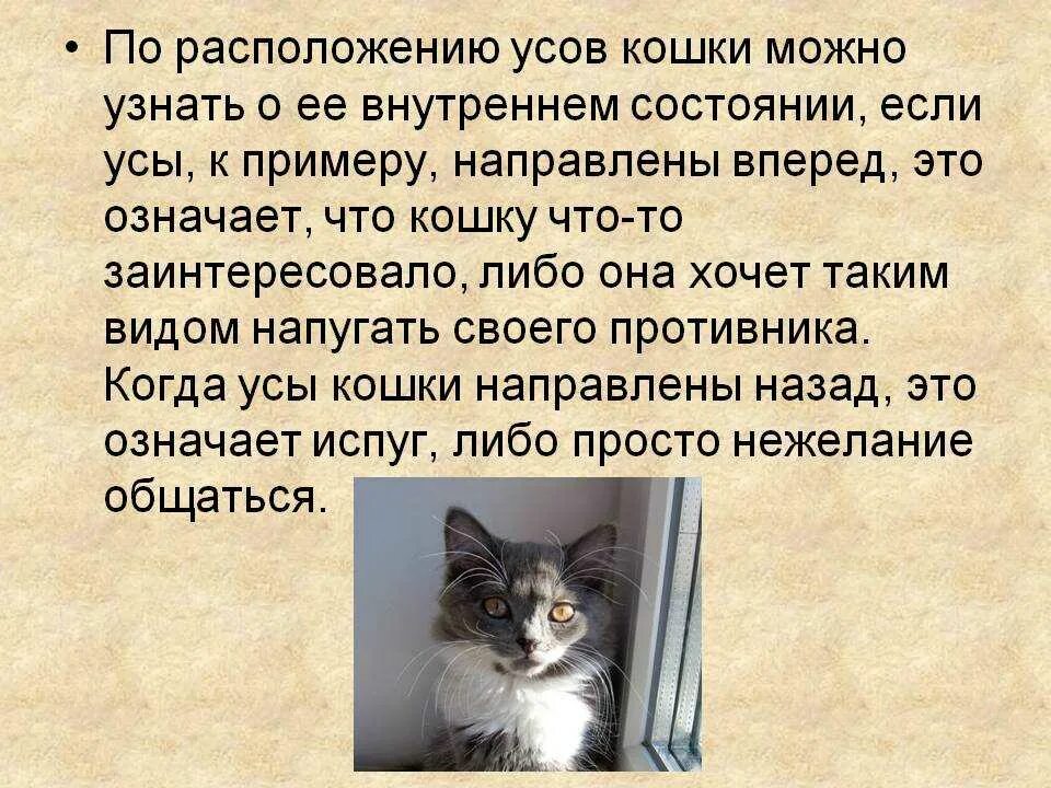 Какую кошку можно. Для чего кошке усы. Зачем у котов усы. Зачем кошке нужны усы. Рассуждение на тему кошка.