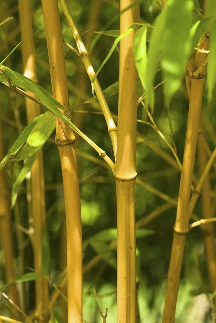 Бамбук это растение. Phyllostachys Aurea растение. Бамбук Филлостахис. Бамбук листоколосник. Бамбук Аурея.